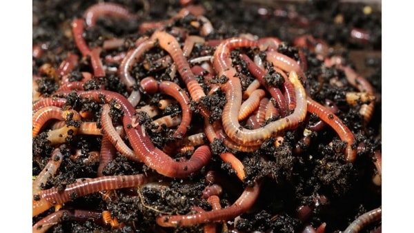 red wiggler worms for compost bins
